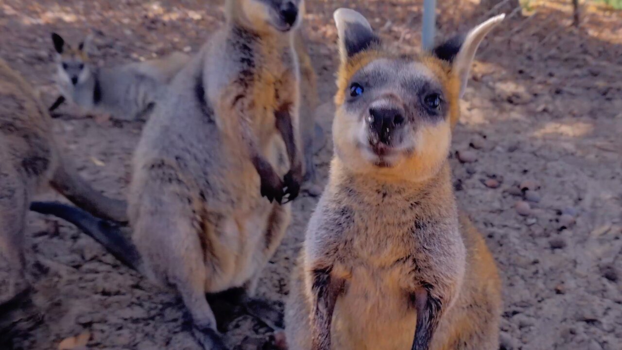 Meet the Cute and Funny Wallabies of Western Australia