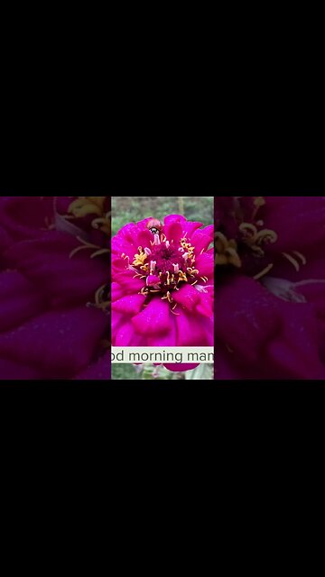 When your mama visits you in the garden🐞 Good morning mama ❤️