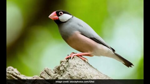 Birds OF Bangla