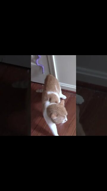 Yoshi Growls At Oliver 😺 #Shorts