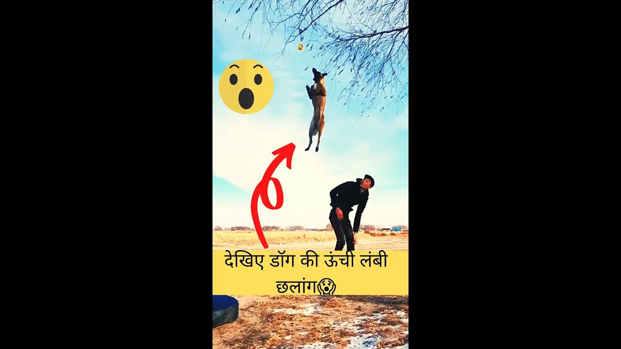 देखिए डॉग की ऊंची लंबी छलांग😱See dog's high jump👈