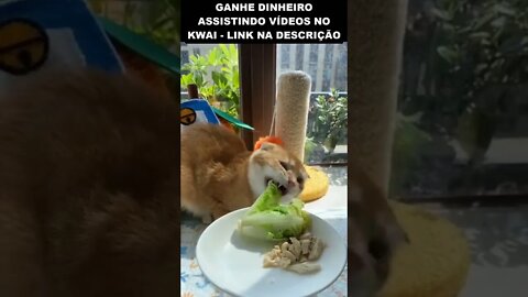 o gato que começou a fazer dieta 😂😂😂