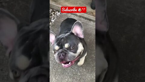 Frenchie CUTEST OVERLOAD, I LOVE ❤️ this PUP! 🐶❤️🙂 #shorts #viral #tiktok