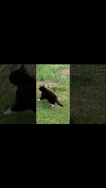 #catwalk #strangedvlog #ohhighbud #strangedanimal