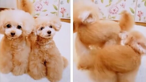 If You Happy And You Know It Do A Spin And Then Dogs Spins | Part 2