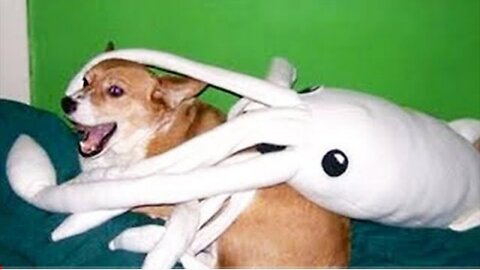 Best of 2023- TOP FUNNY pets video 😂😾