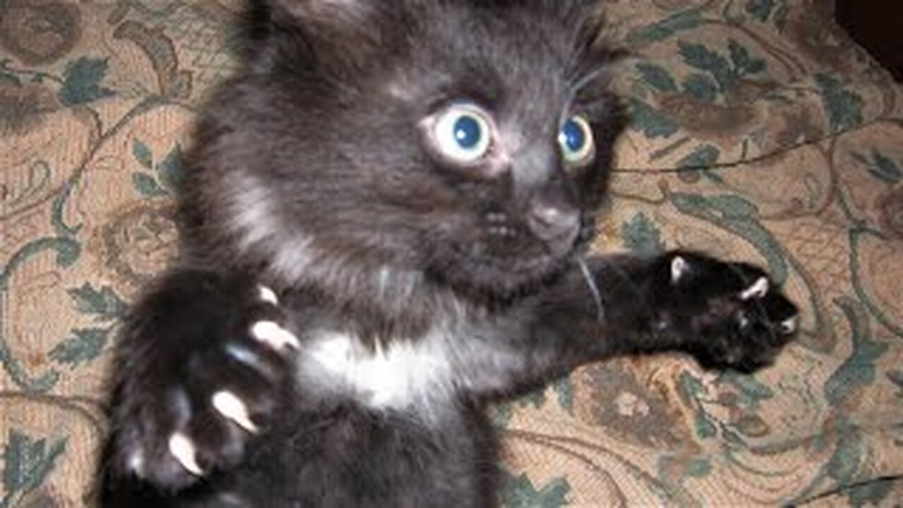 Funny animals - Funny cats / dogs - Funny animal