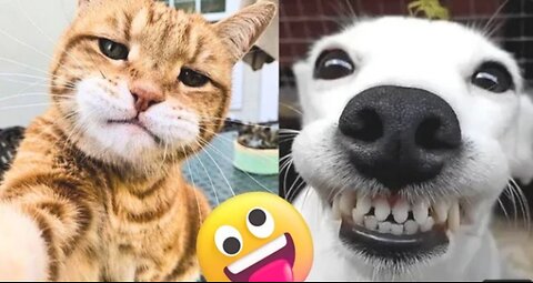 "Funniest cats and dogs videos"