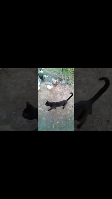 Black Cat is in the Duck pen and the Ducks are following him