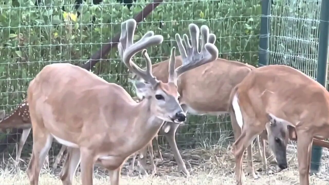 Watching giant antlers? PLUS Jimmy's Mess ups July21st