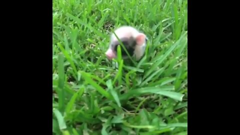 Prancing Piglet
