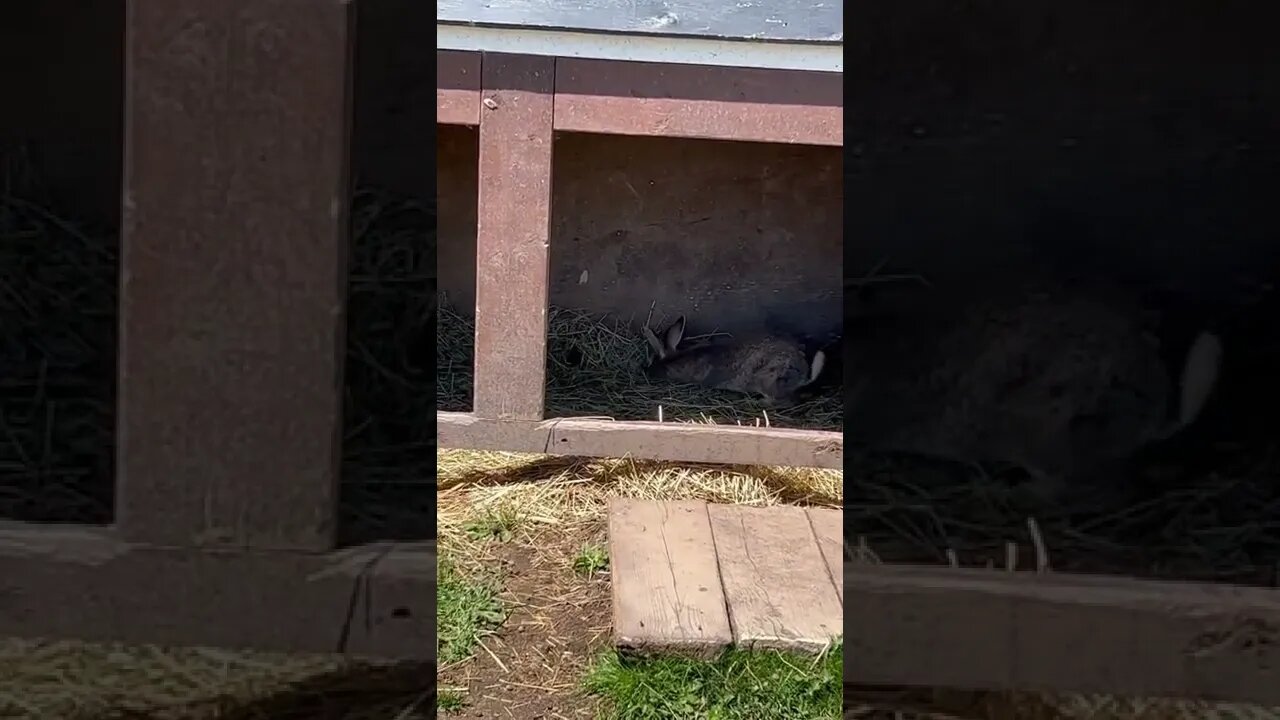 Cute bunnies having a nap