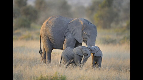 cute baby elephant