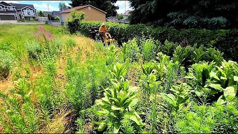 Overgrown Property Mowing [CAUTION: 4ft Weed Jungle]