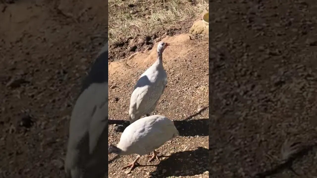 Older keet: female guinea fowl call