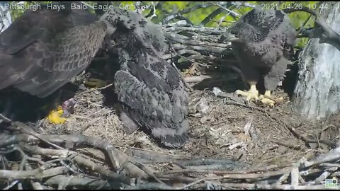 Hays Eagles Mom brings in breakfish for H13 H14 H15 2021 04 26 10:42AM