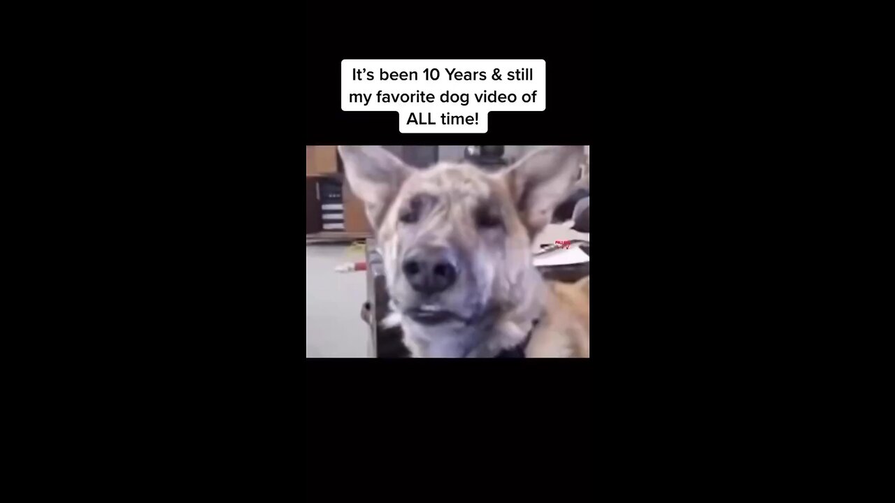 Funny dog talking