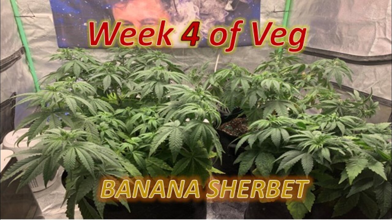 Week 4 Of Veg of Banana Sherbet