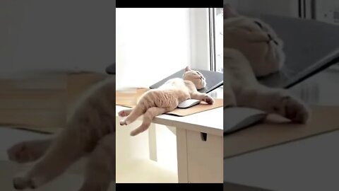 What a style Funny cat video #shorts #cat