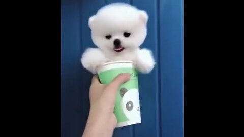 Funny animals video