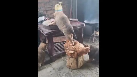 Cat Uses Chicken To Get Food