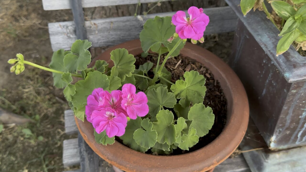 So Lovely Pink Geranium Flowers