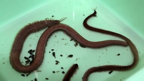 Clam worm (Nereis virens). Bait for fishing