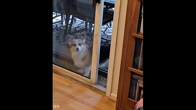 New Funny Dog Videos 2024 🤣🐶 Funny Animal Videos