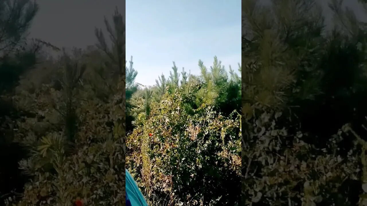 Deer lease Tour