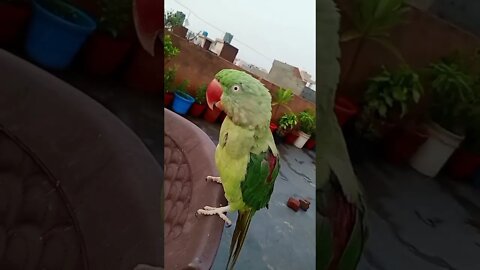 Lovely cute Parrot