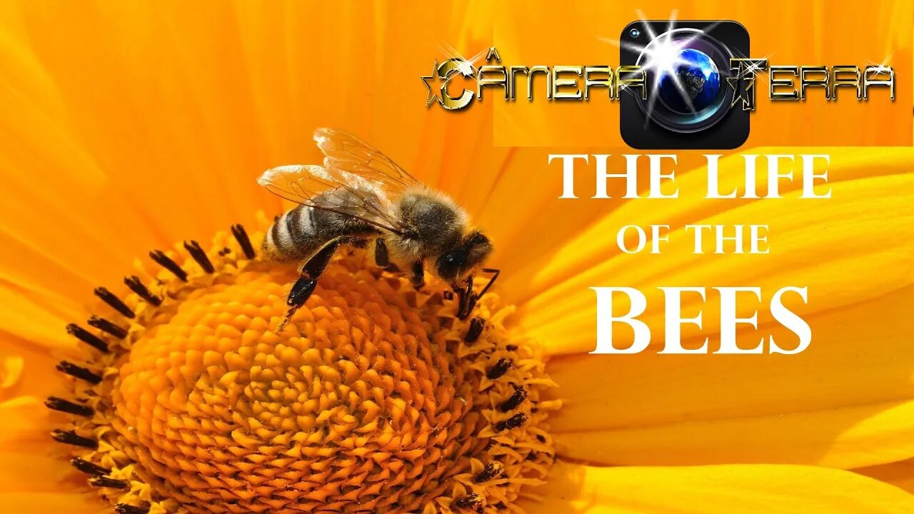 🌎Câmera Terra | A Vida das Abelhas |The Life Of The Bees |2021