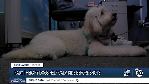 Rady Children's therapy dogs bringing comfort