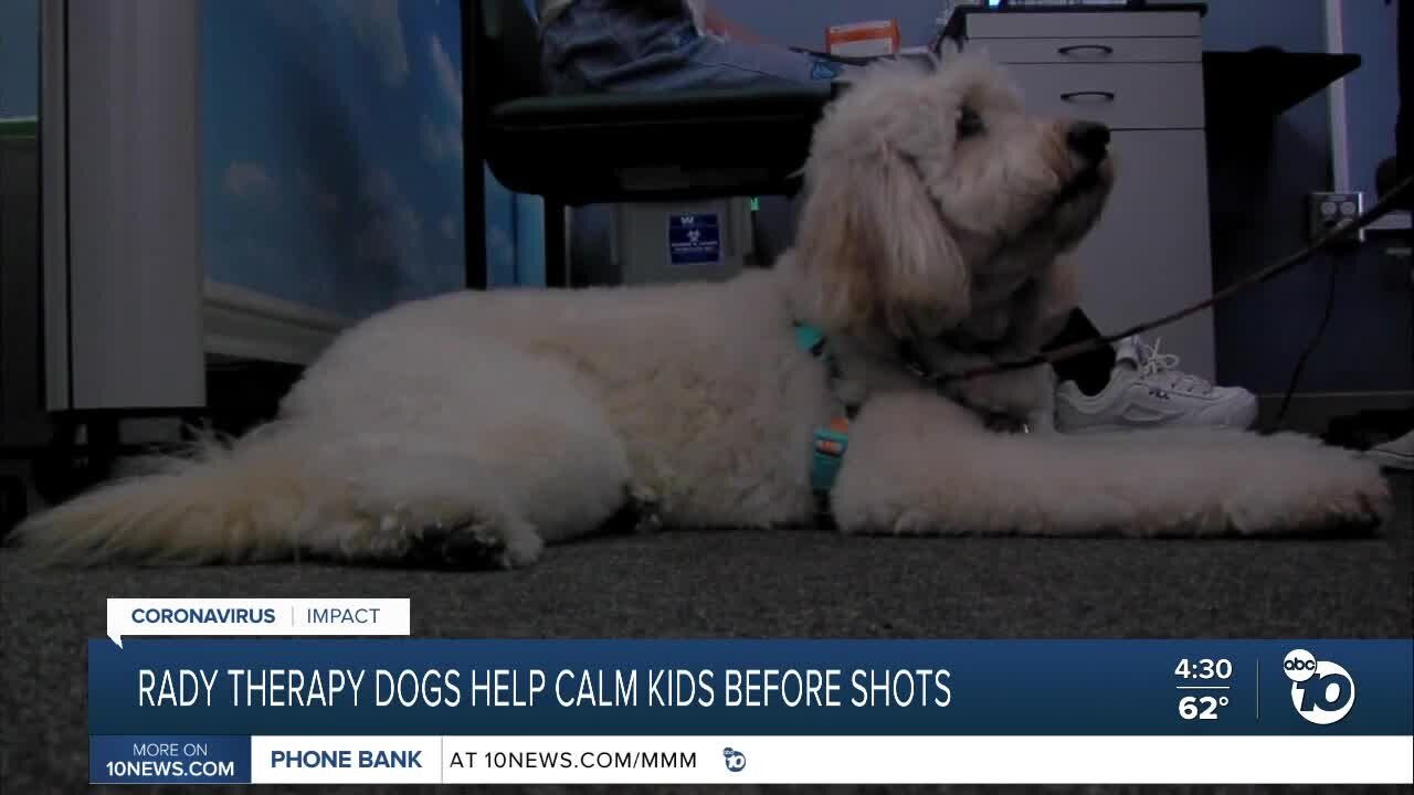 Rady Children's therapy dogs bringing comfort
