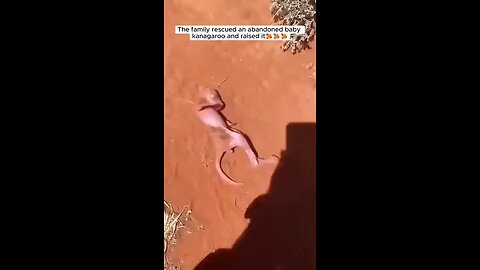 This family rescued a kangaroo