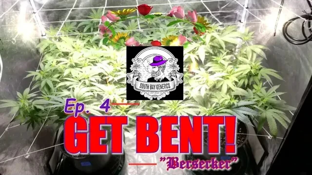 GET BENT! Ep.4 "Berserker" #SOUTHBAYGENETICS #SPIDERFARMER #ROYALKUSH7BX2 👸👑🍍❄🔥💨🔨 Day 8