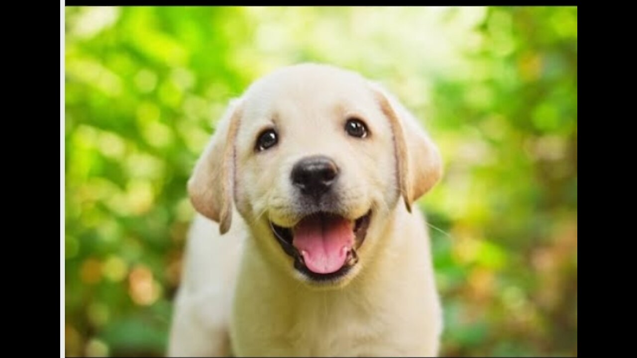 Cute Labro Puppy Basic Training
