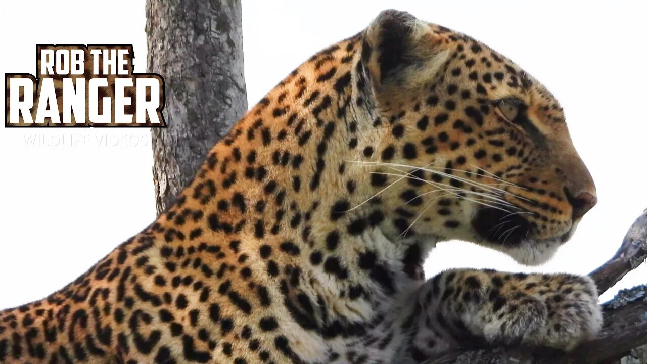 Beautiful Leopard Climbs A Tree | Maasai Mara Safari | Zebra Plains