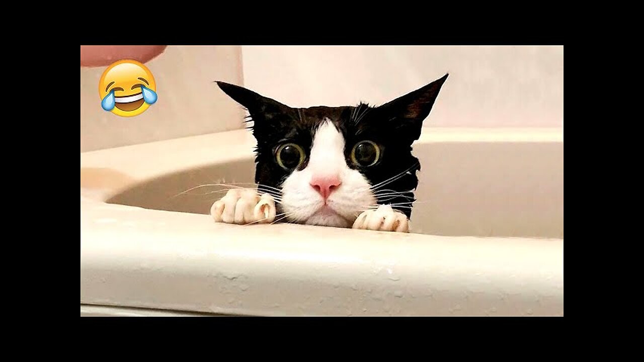 New Funny Animals 2023 🤣😂 Funniest Cats and Dogs Videos 😸🐶