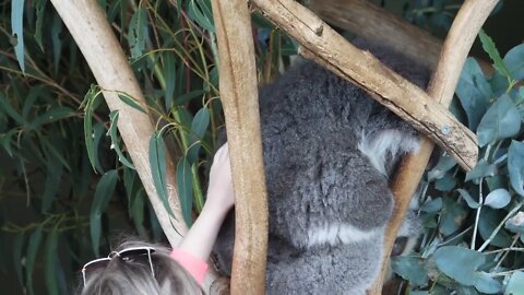 Tourist petting a koala on tree