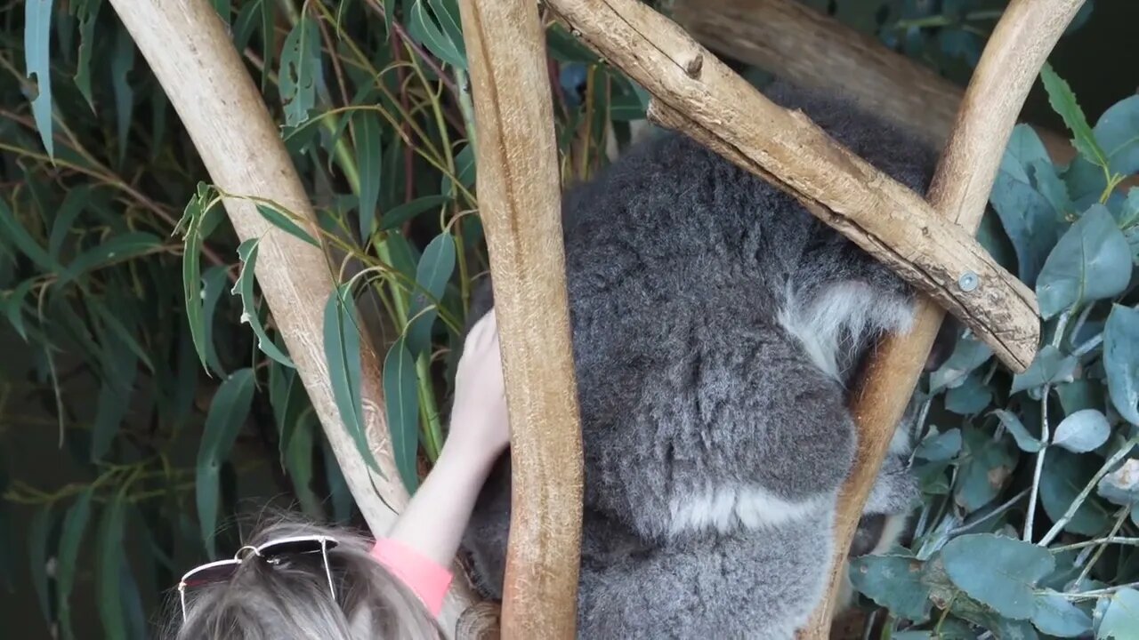 Tourist petting a koala on tree