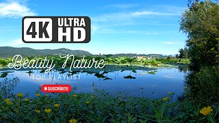 4K Morning Lake Ambience Sound Bird Chirping For Studying