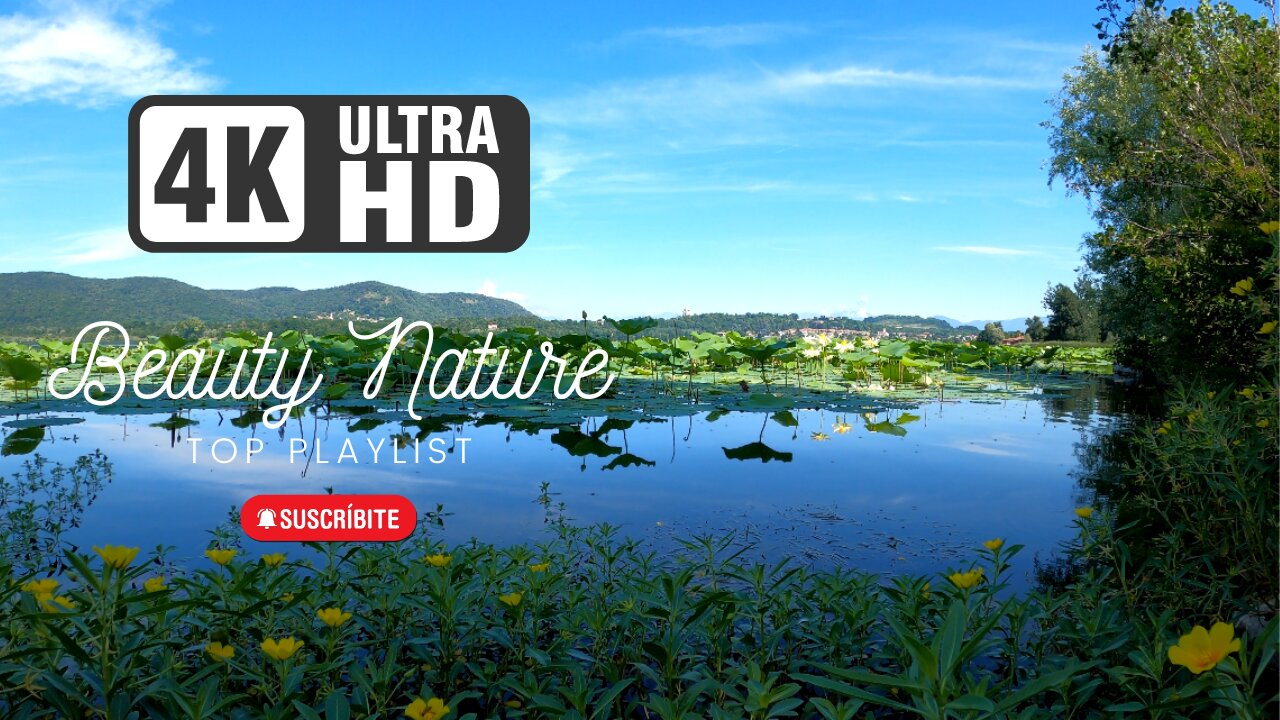 4K Morning Lake Ambience Sound Bird Chirping For Studying