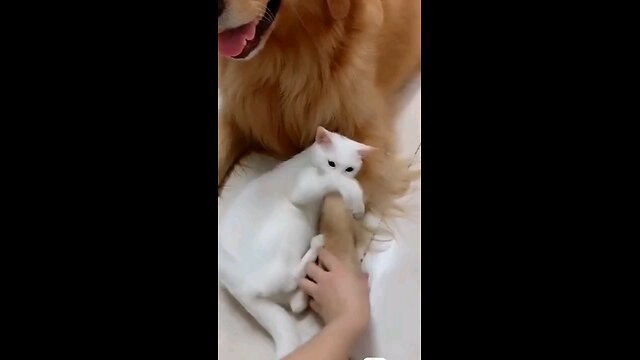 GATO DOMINADOR VIDEO DIVERTIDO DE PETS 🐶 DOMINATING CAT 😺 FUNNY PET VIDEO #pet #pets #dogs #cats