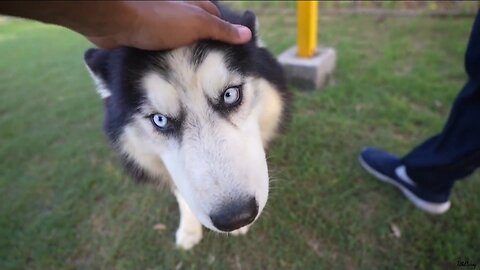 Cute DOGS 😍 🐕🐶🐕🐶