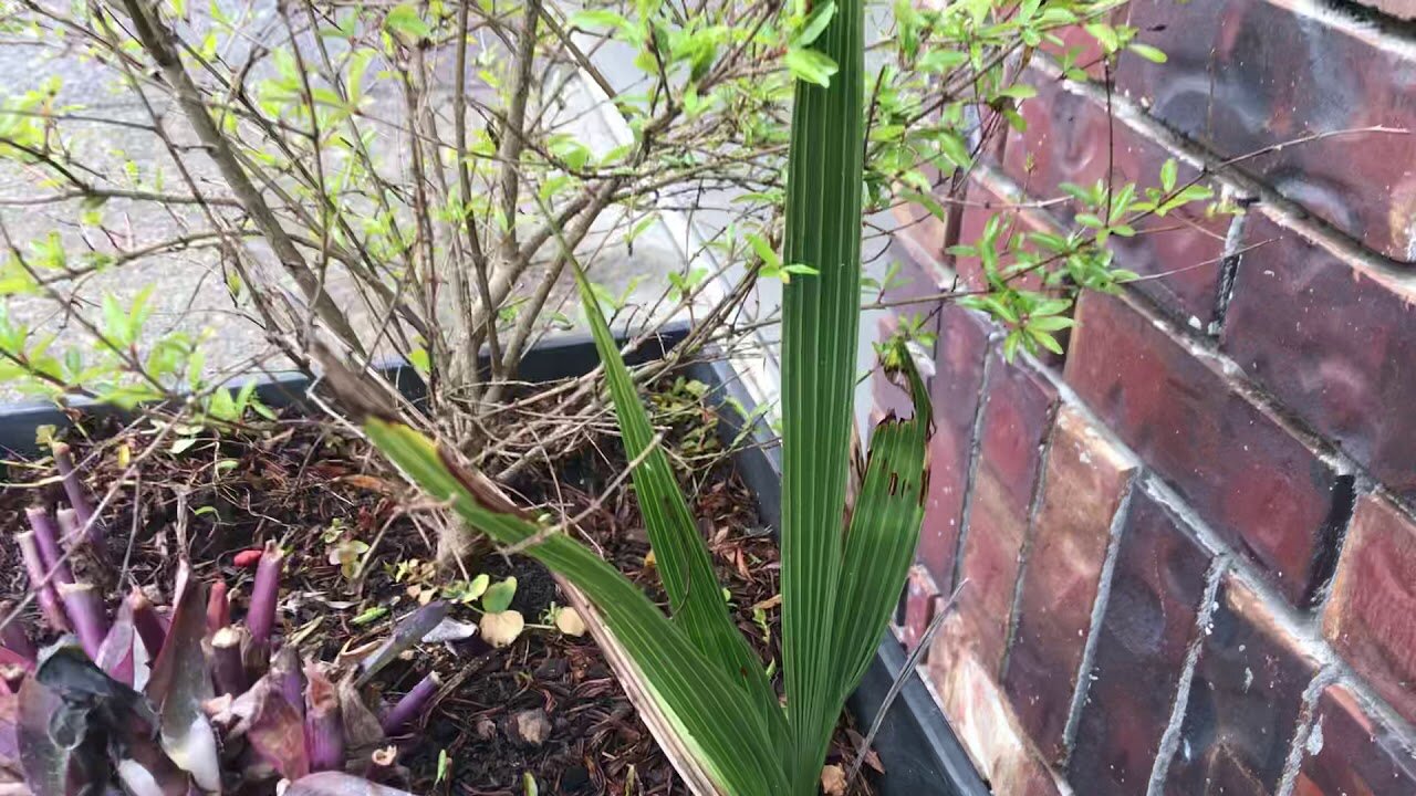 3 year old Medjool date palm in Oregon