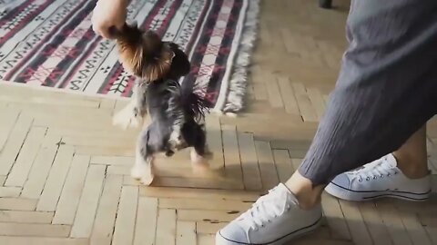 Top 10 Dog Breeds That Don't shed or smell