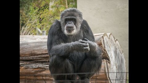 Chimpanzee throws shit on Grandma