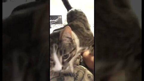 Introducing Timmy Turner the cat