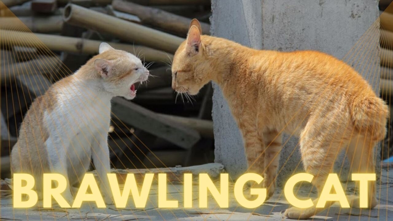 Brawling,Cat, Cat Fight, Mortal Brawling