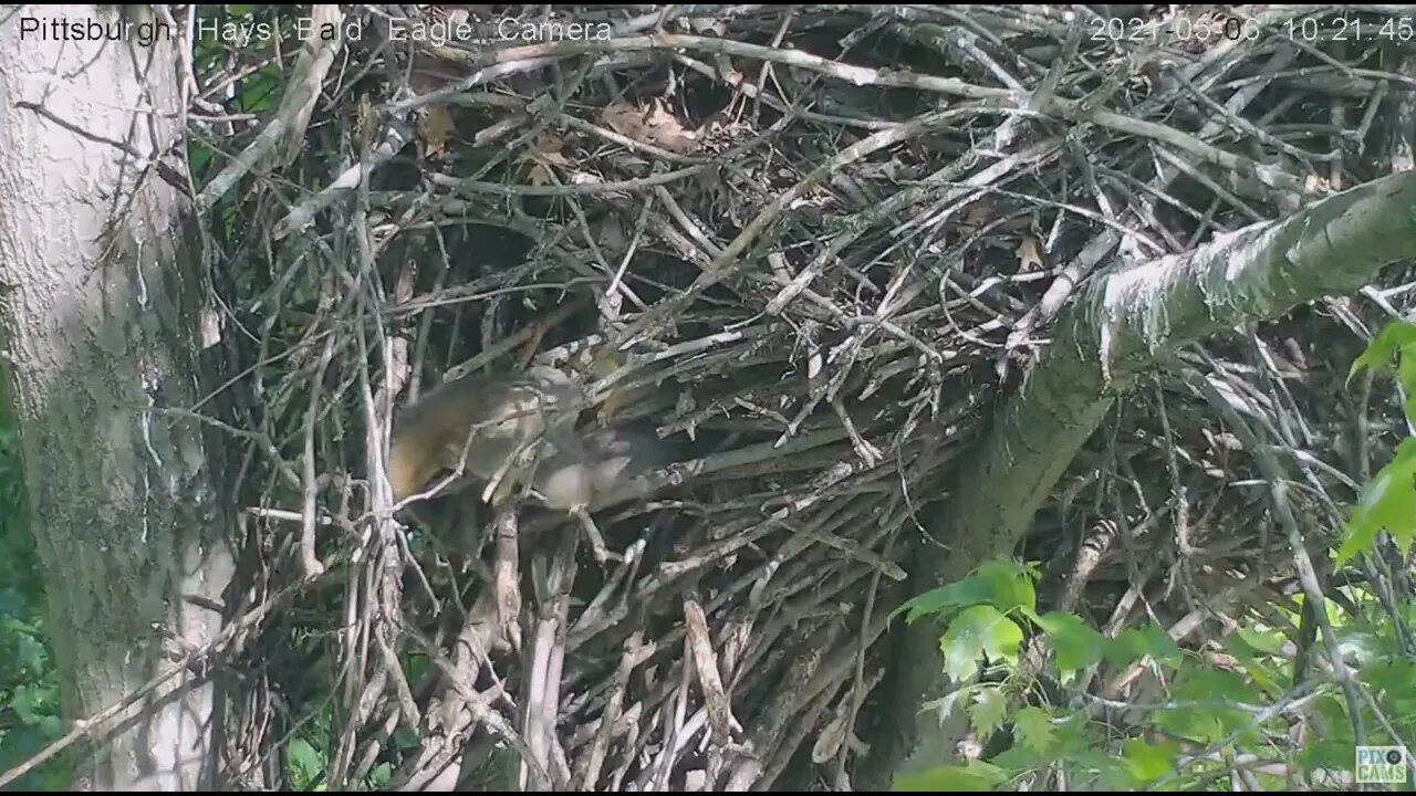 Hays Eagles nest Squirrel-o-rama 2021 05 06 10 20 55 522